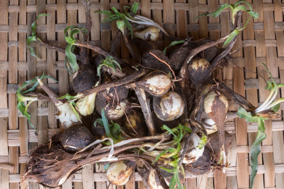 Grow Soap 8 Saponin Rich Plants That Can Be Made Into Soap