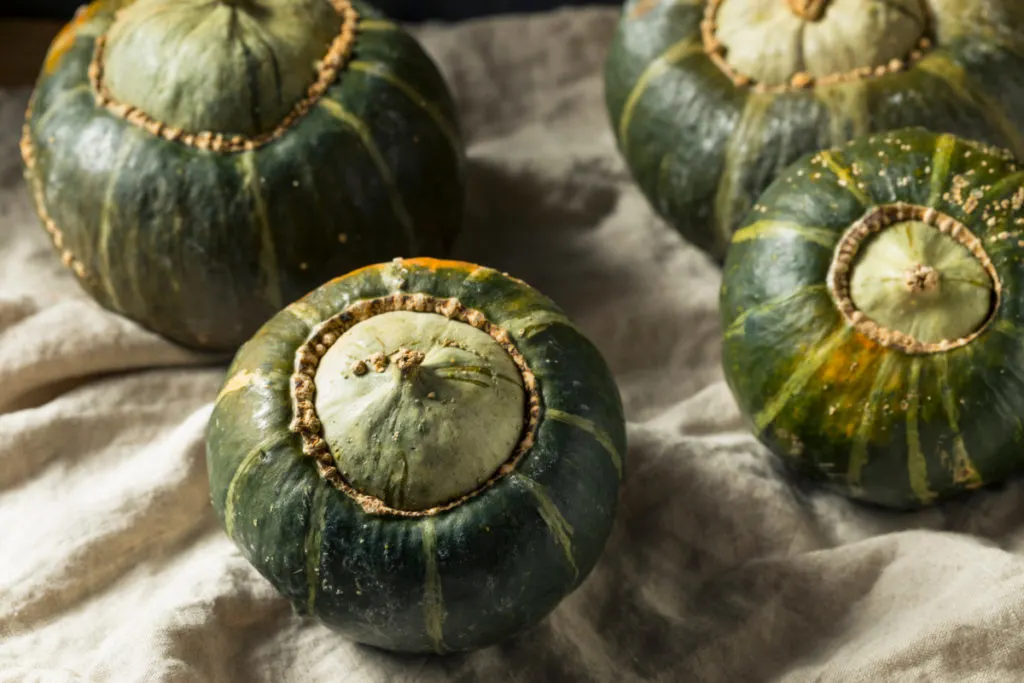 Several striped dark green buttercup squash with a lighter green bump on the bottom.