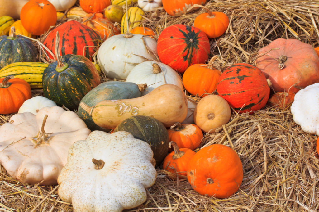 A variety of winter squash arranged on hay bales. 