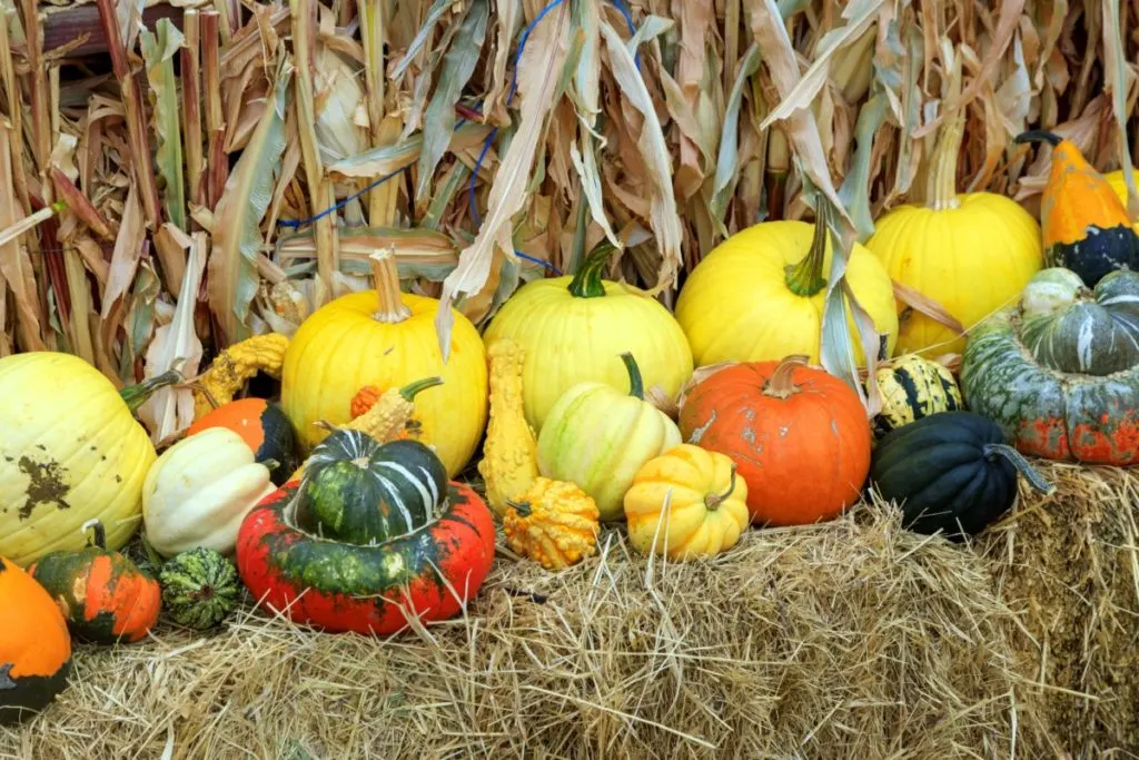 An assortment of winter squash lined up on hay bales in front of corn stalks.