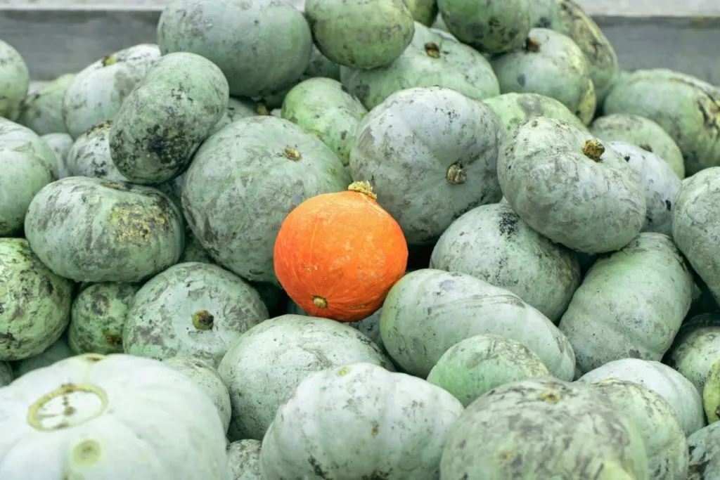 A single orange squash laying on top of a large pile of grey-green squash.
