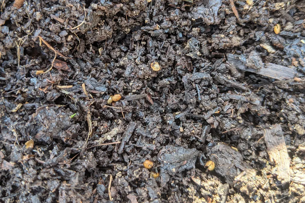 Close up of empty worm cocoons laying in the dirt