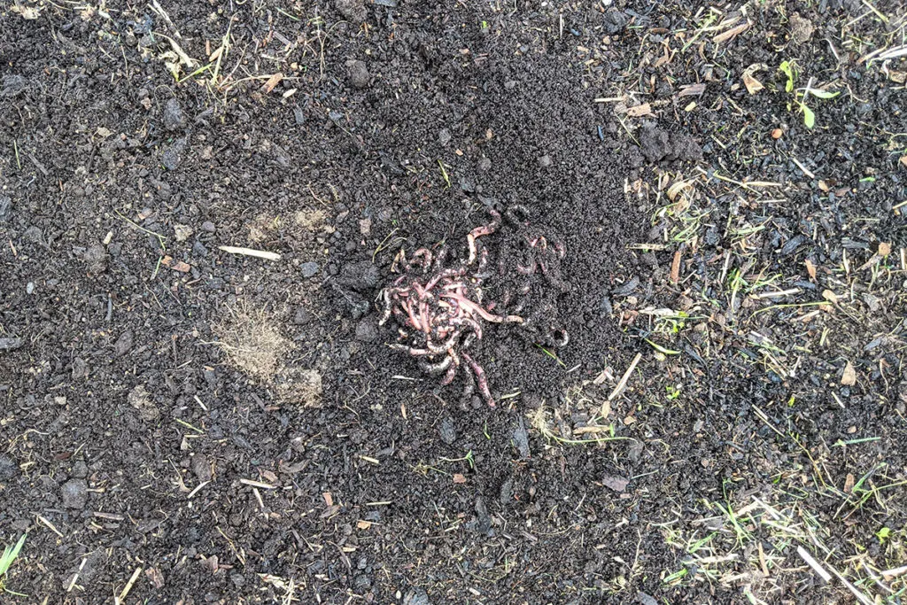 A pile of worms that has been dumped onto the top of garden soil.