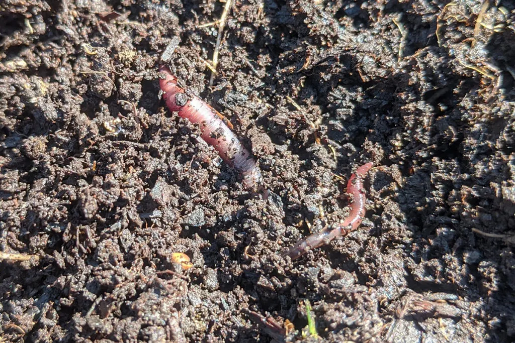 A couple of small worms in the soil.