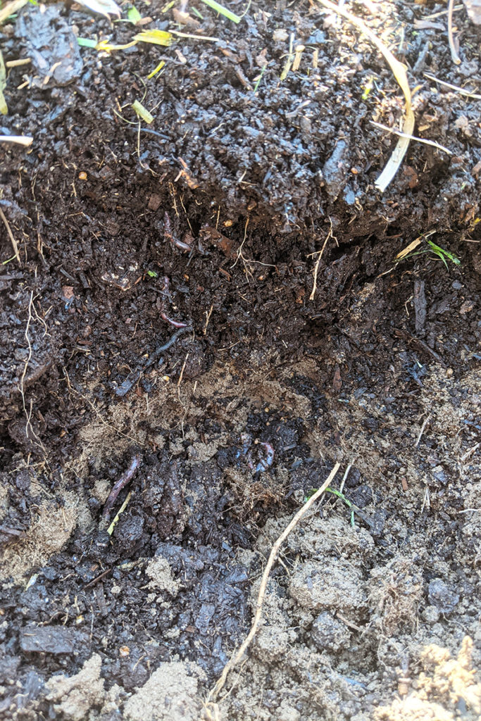 the hole I dug down into the soil, there are worms throughout the layers of soil