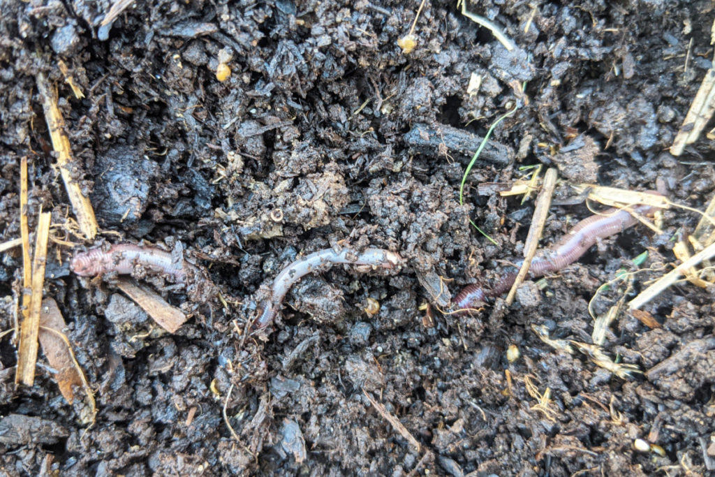 three worms and worm cocoons in garden soil
