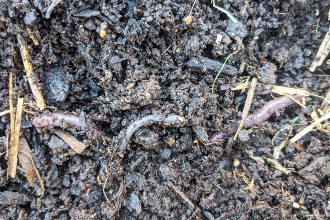 3 Easy Soil Tests You Can Do At Home - Puppies Eating Worms In Fertile Soil