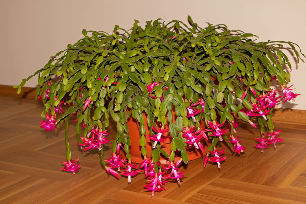 Extremely large Christmas cactus in bloom. 