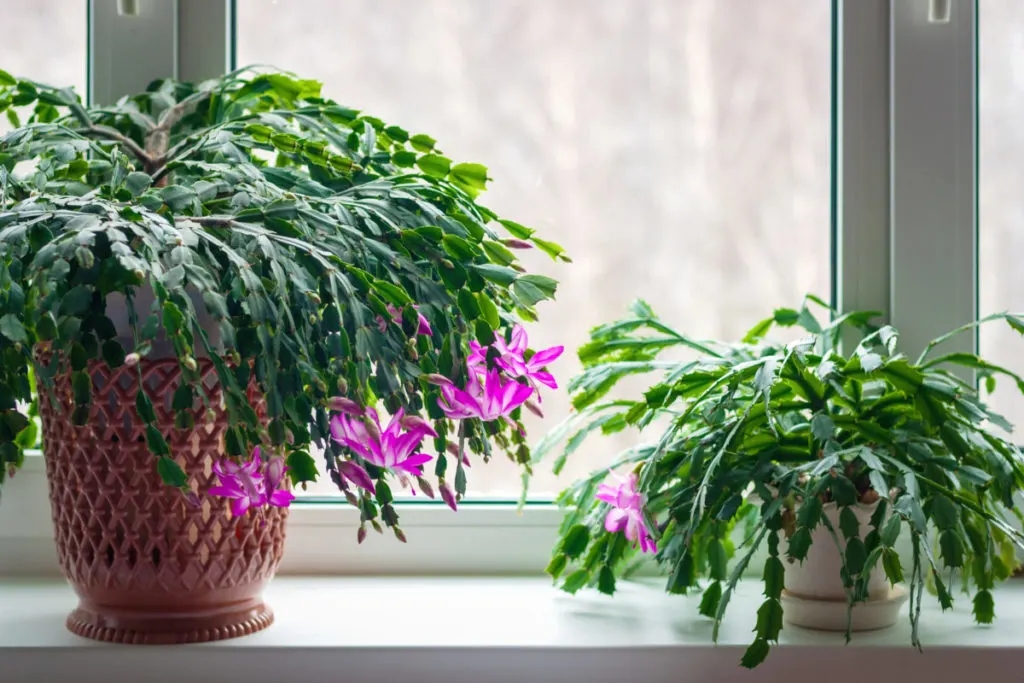Large Thanksgiving cactus in bloom in windowsill.
