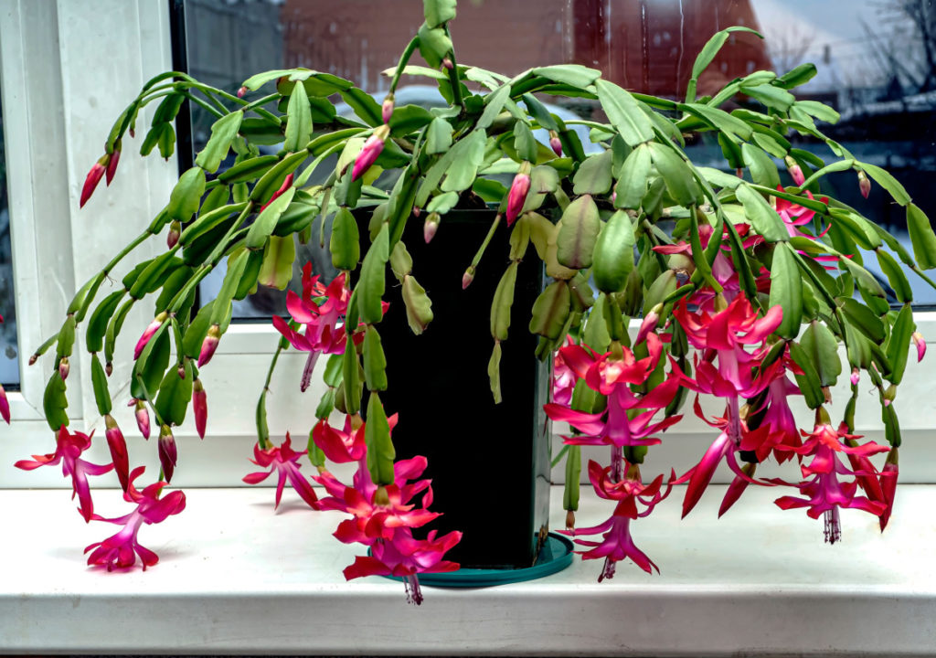 Large Christmas cactus in bloom on a windowsill