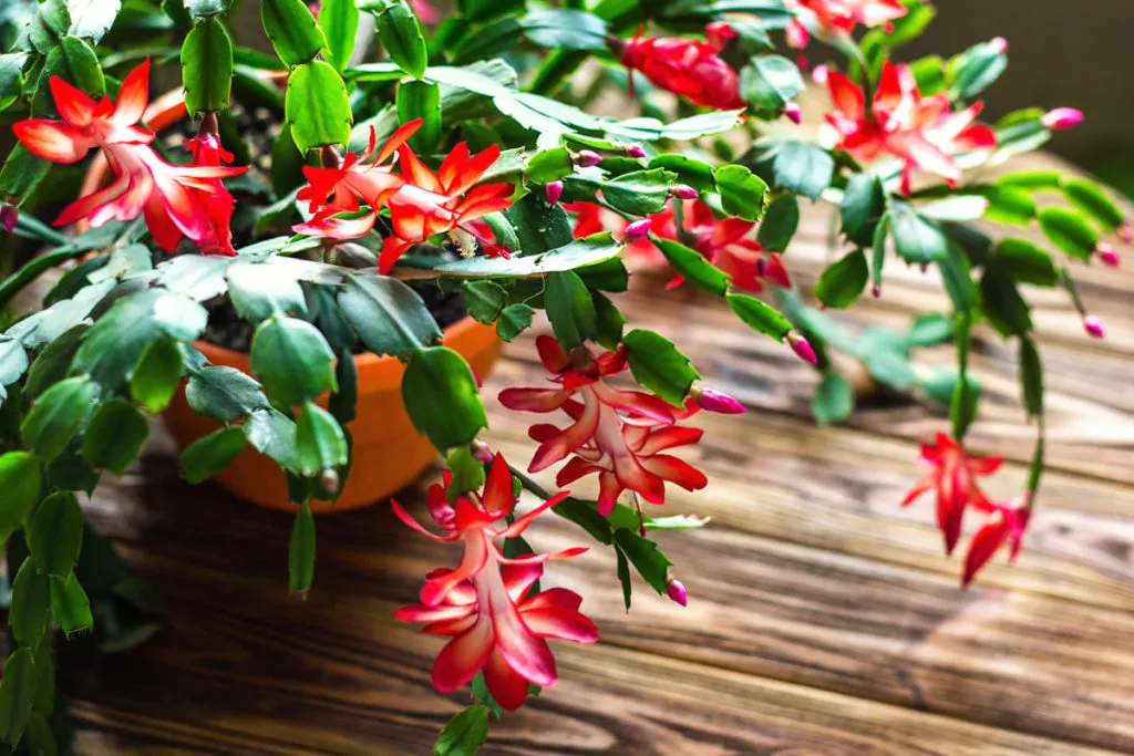 Bright, orange-red blooms of a Thanksgiving cactus.