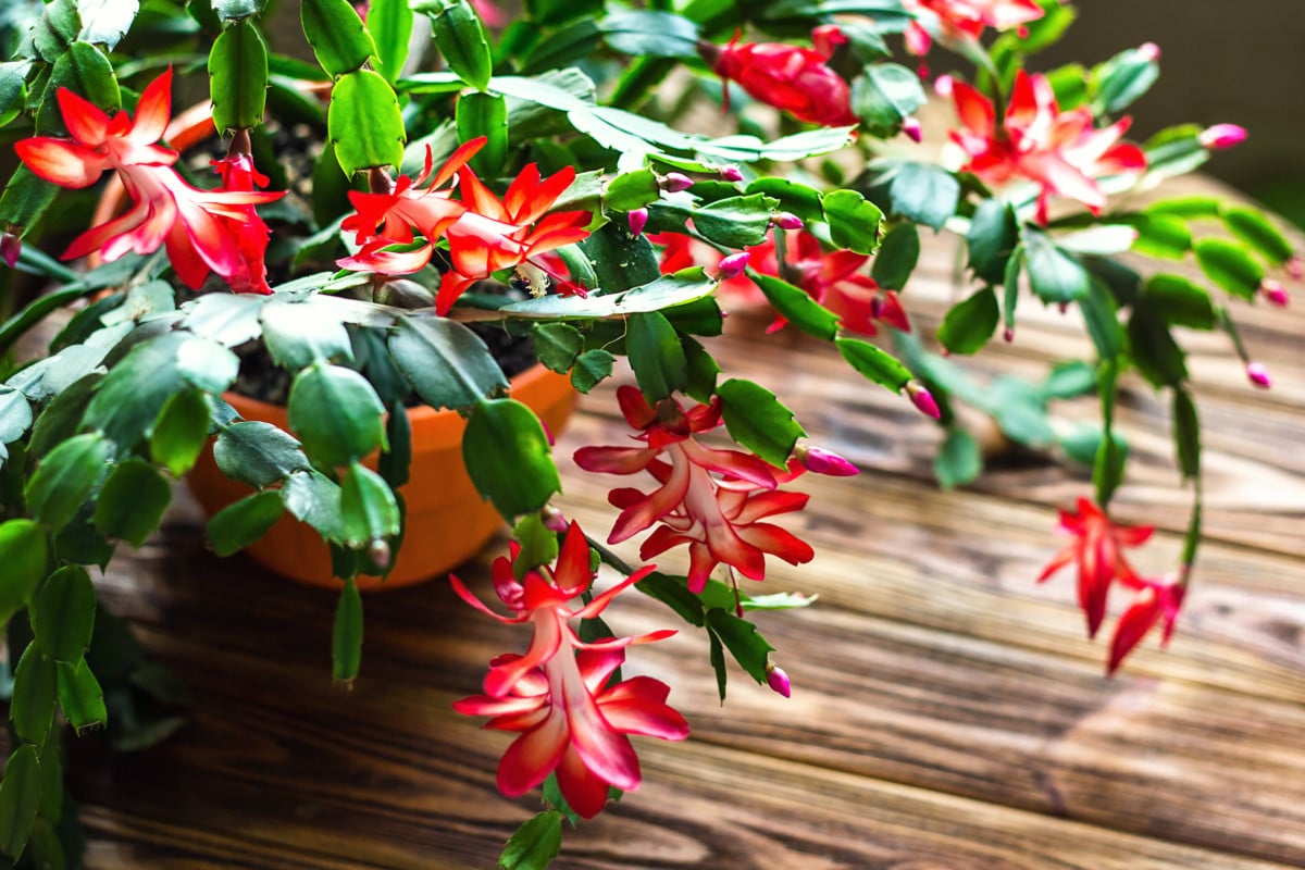The list of 10+ How to trim a christmas cactus 4 How & When to Prune Your Christmas Cactus (& Why You Need To)