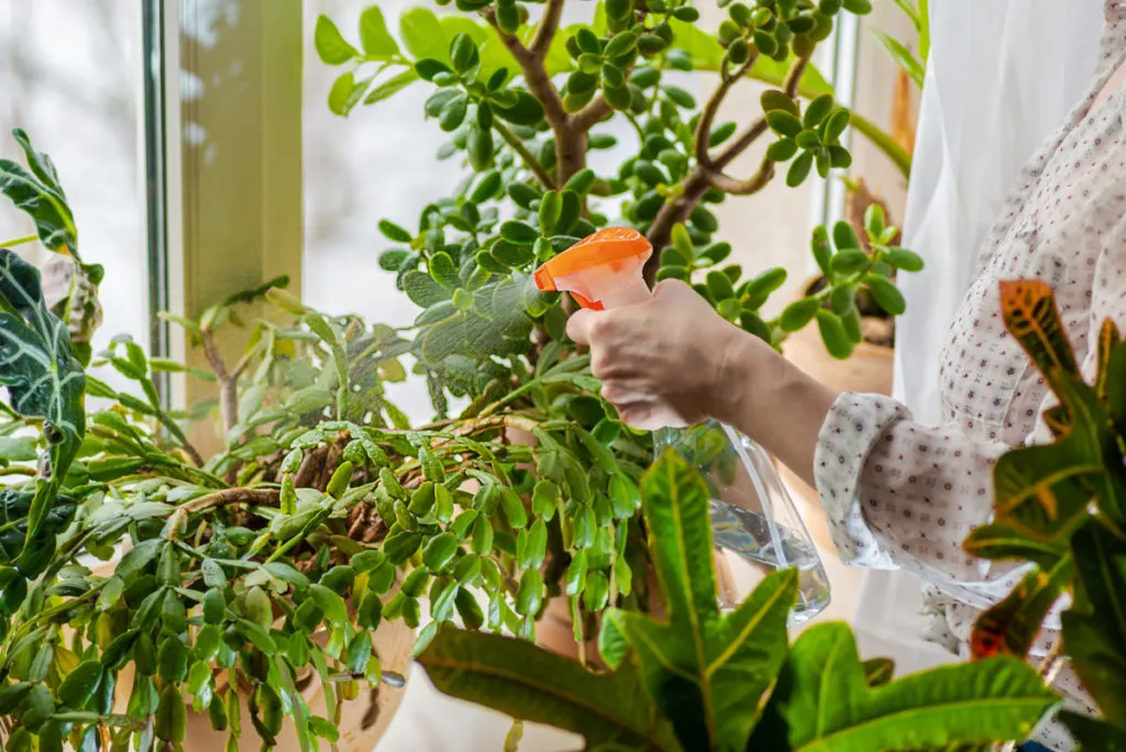 woman spraying christmas cactus with water bottle