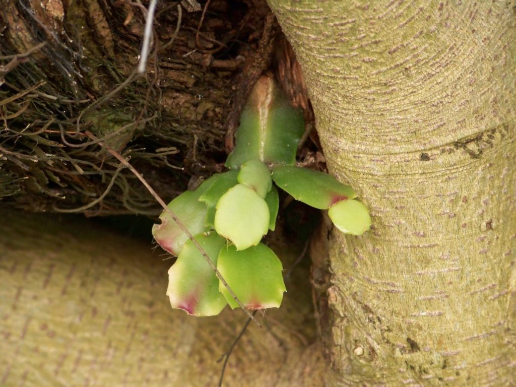 A small Schlumbergera growing in the notch of a tree. 
