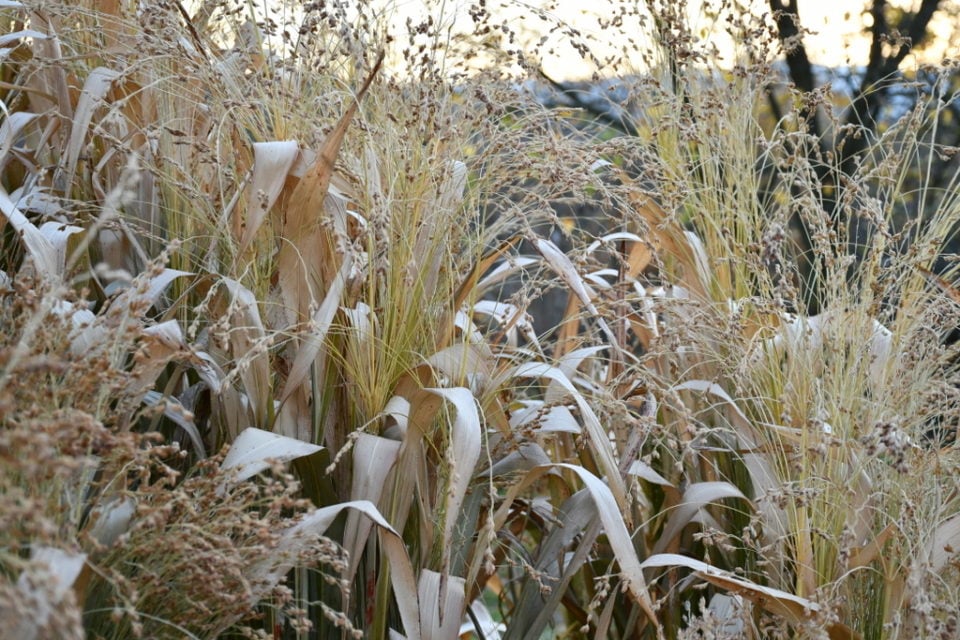 Planting, Growing & Harvesting Broom Corn