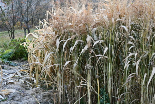 Planting, Growing & Harvesting Broom Corn