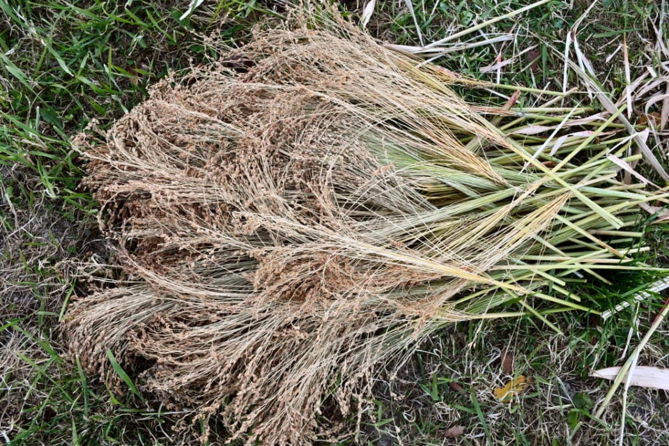 Planting, Growing & Harvesting Broom Corn