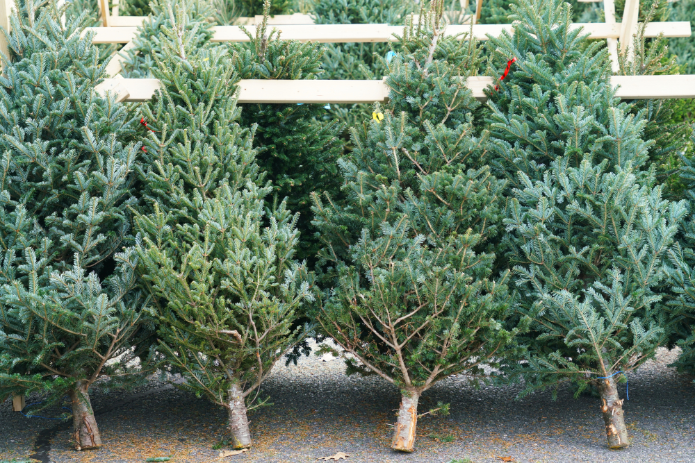 11 Sure-Fire Ways to Make Your Christmas Tree Last Longer
