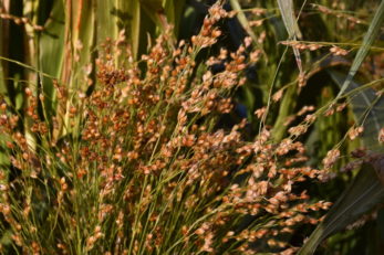 Planting, Growing & Harvesting Broom Corn
