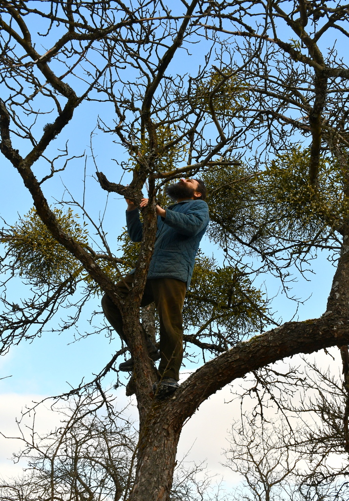 Author's husband climbing a tree to reach mistletoe bunches.