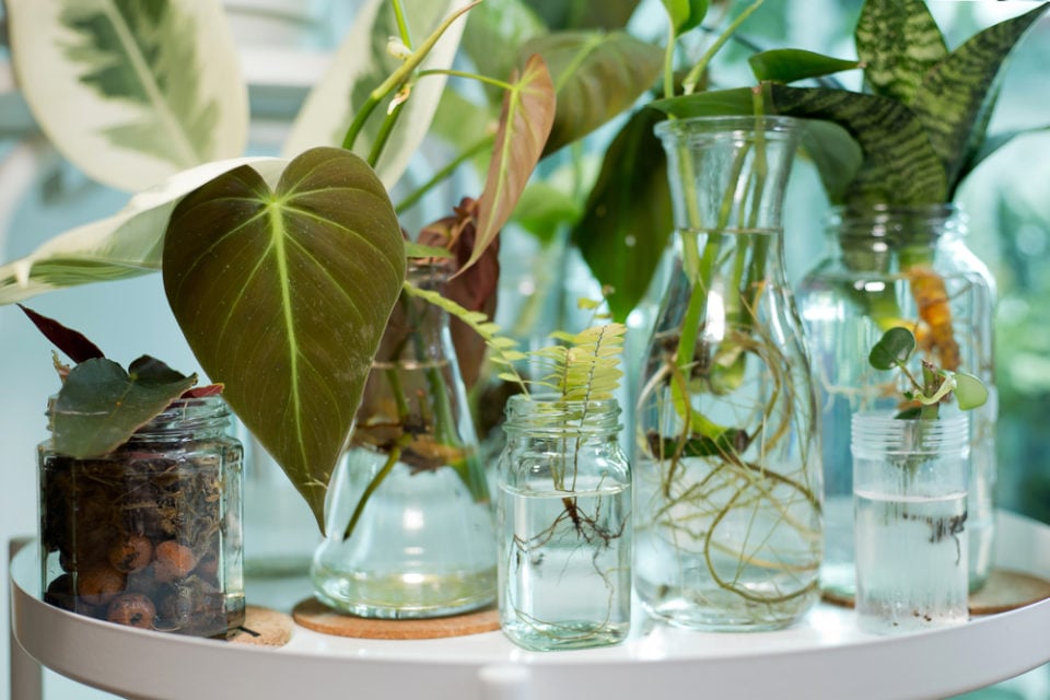 7 Houseplants You Can Grow In Water No Soil Required