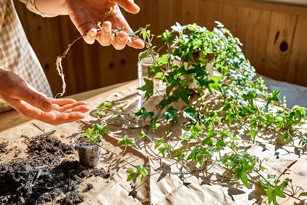 Plants that grow in water without soil 16 Plants that grow in water without soil