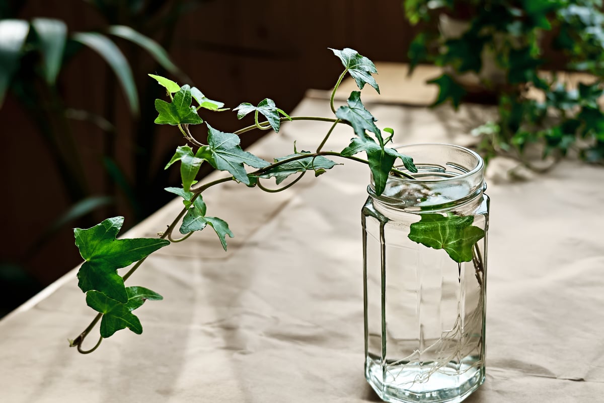 Plants that grow in water without soil 14 Plants that grow in water without soil