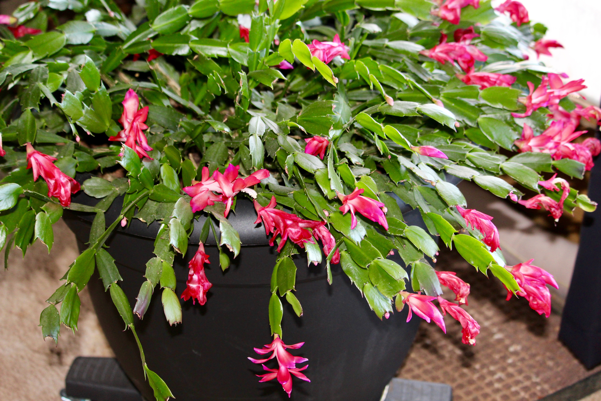 10 Things Every Christmas Cactus Owner Needs To Know