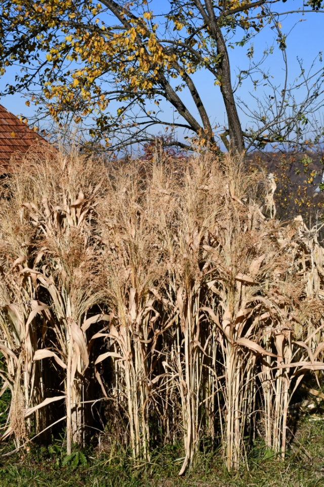 Planting, Growing & Harvesting Broom Corn