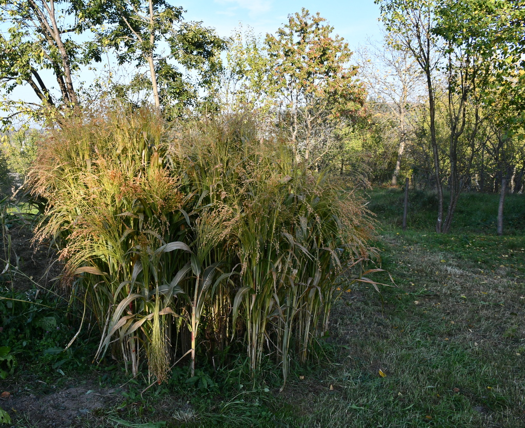 Broom corn growing in author's backyard