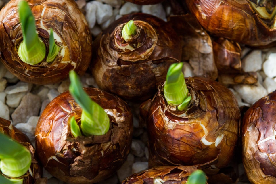 How To Save Paperwhite Bulbs to Bloom Again