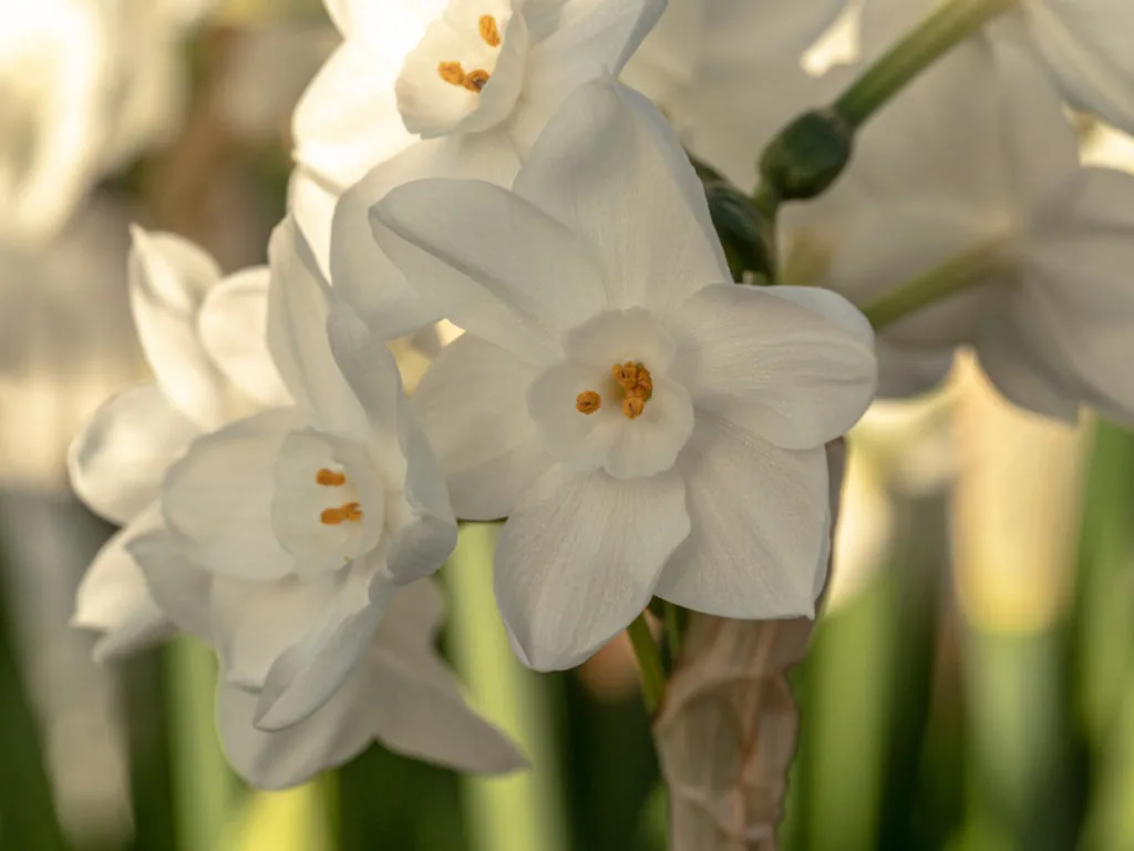 Close up of paperwhite flowers in bloom