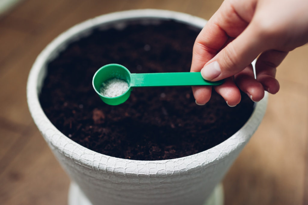 Green measuring spoon with fertilizer being added to soil in a pot.