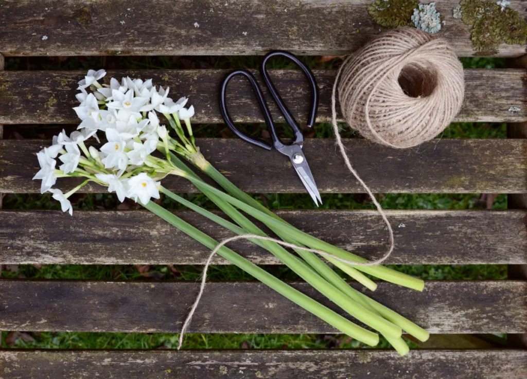 Fresh-cut paperwhites on a wood bench