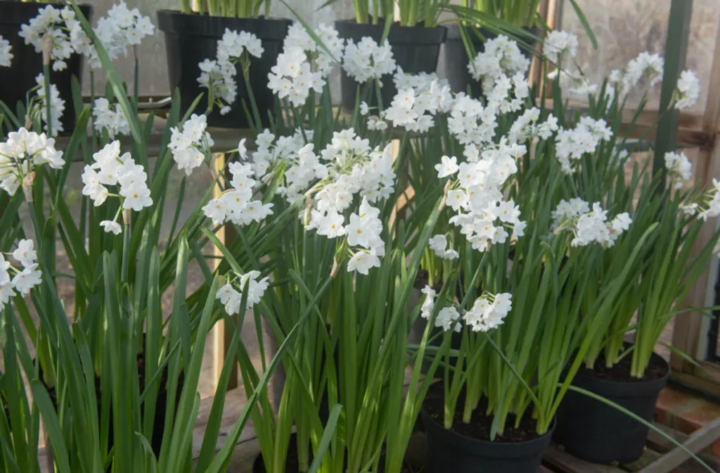 Several pots of paperwhites growing in a greenhouse.