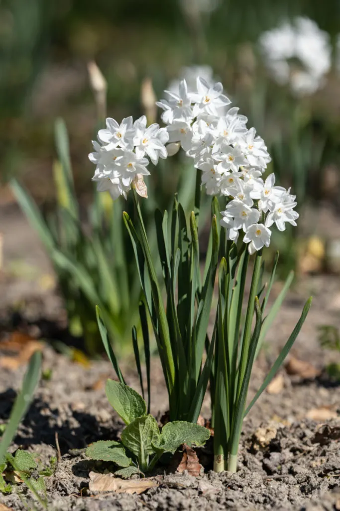 Paperwhites growing outside in the ground.