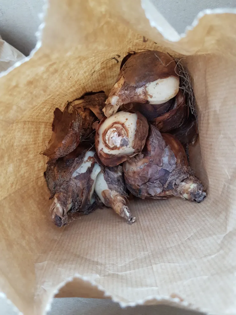 Dried bulbs in a paper bag.