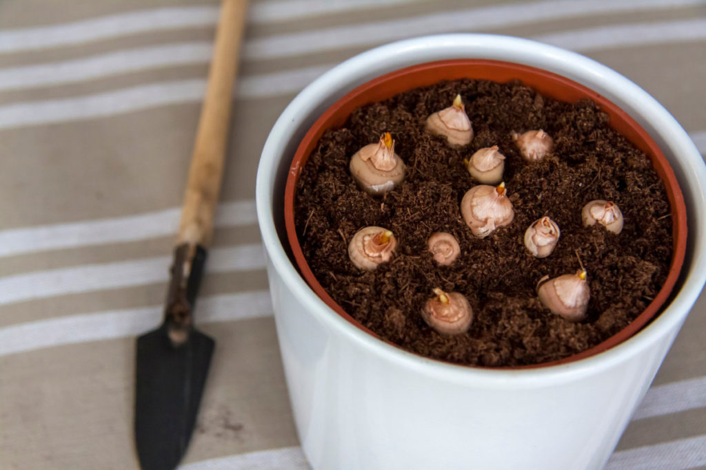 Paperwhite bulbs planted in coconut coir in a pot.