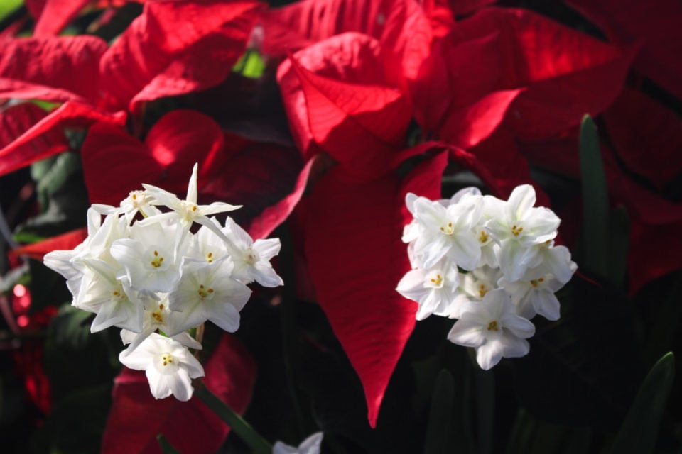 How To Save Paperwhite Bulbs to Bloom Again