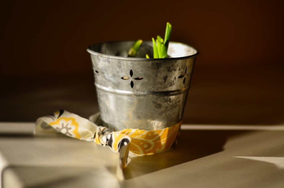 How To Save Paperwhite Bulbs to Bloom Again