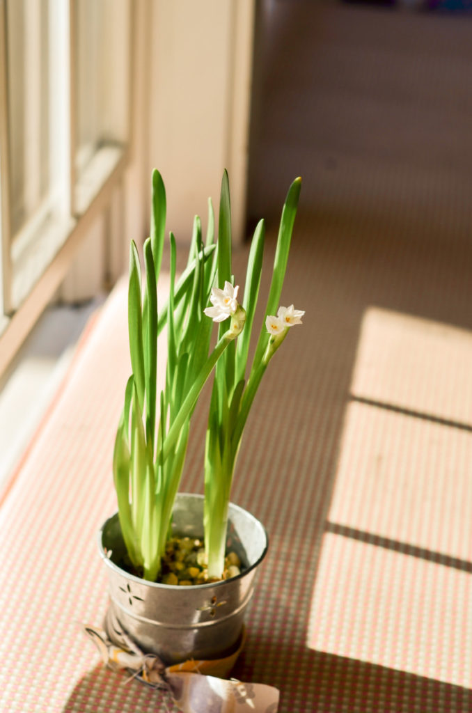 The same paperwhites now full grown and in bloom. 