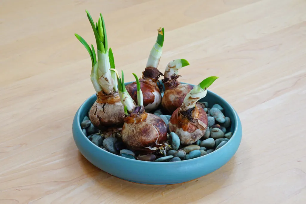 A dish of pebbles with paperwhites growing in them.