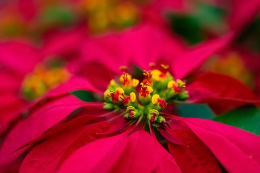 close up of the actual poinsettia flowers within the bracts.