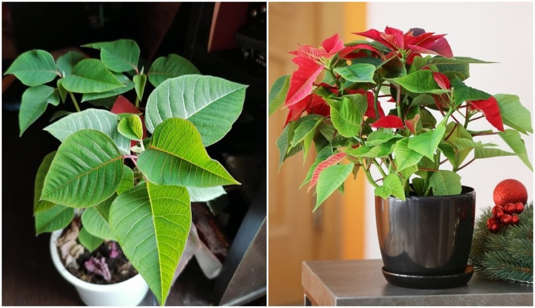 How to Keep A Poinsettia Alive For Years & Turn It Red Again