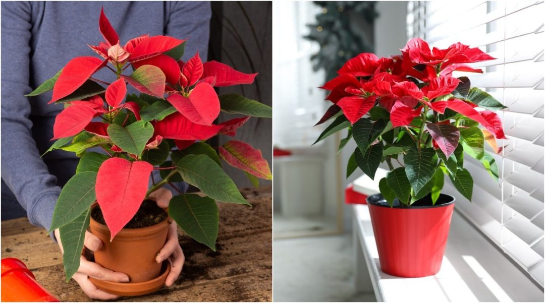22 Tips to Keep Your Poinsettia Looking Great This Holiday Season & Beyond