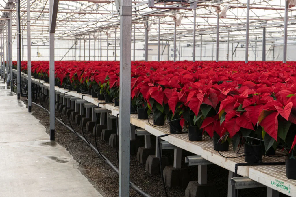Commercial greenhouse filled with thousands of poinsettia.