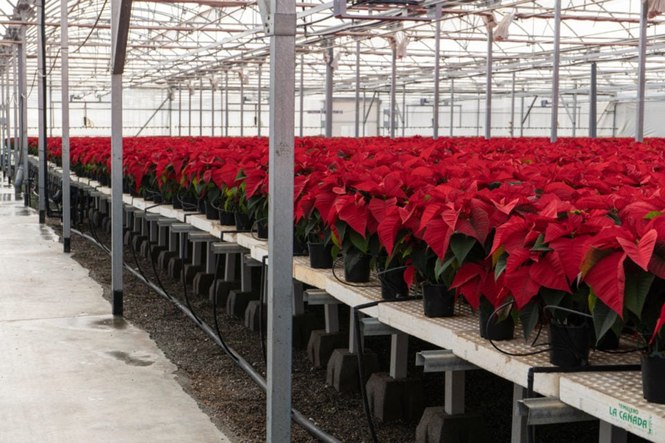 How to Keep A Poinsettia Alive For Years & Turn It Red Again