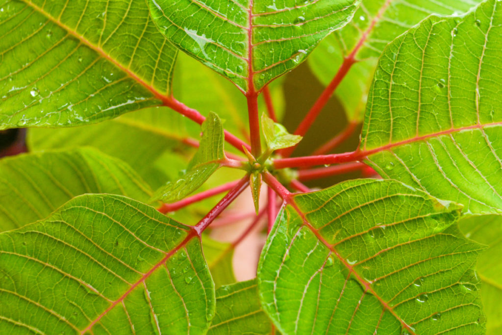Bright green leaves of new growth on a poinsettia. 