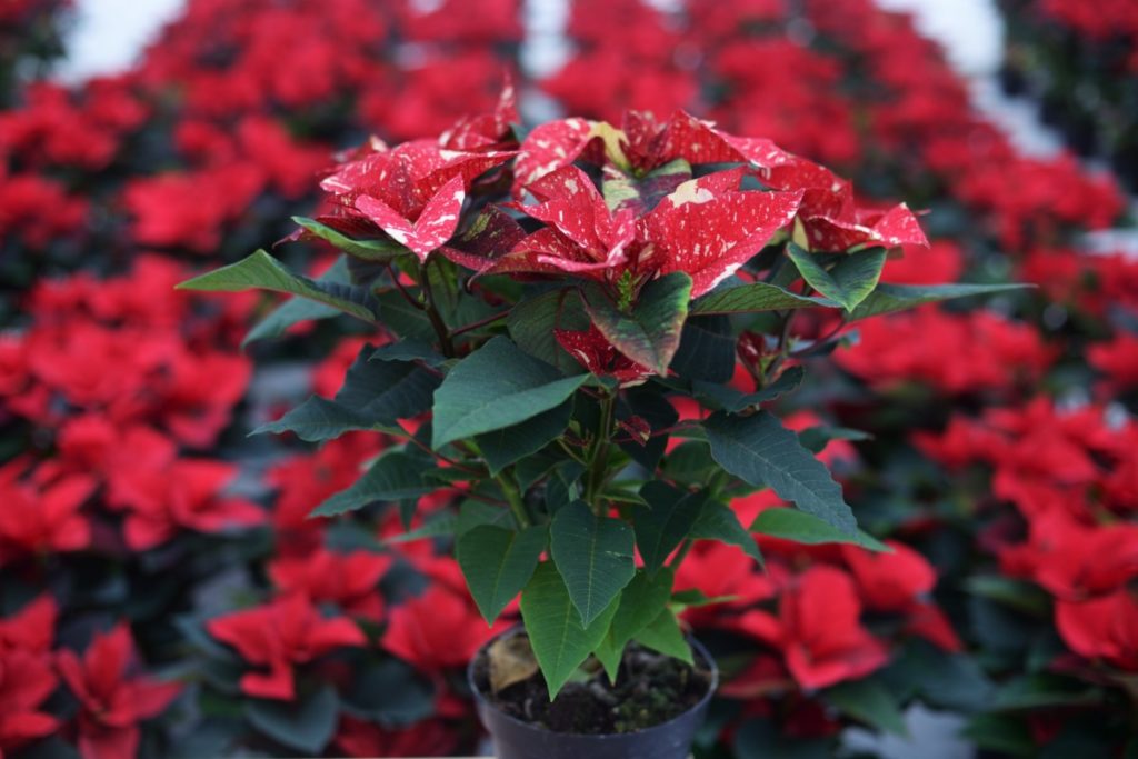 A spotted poinsettia in front of a background of hundreds of poinsettia.