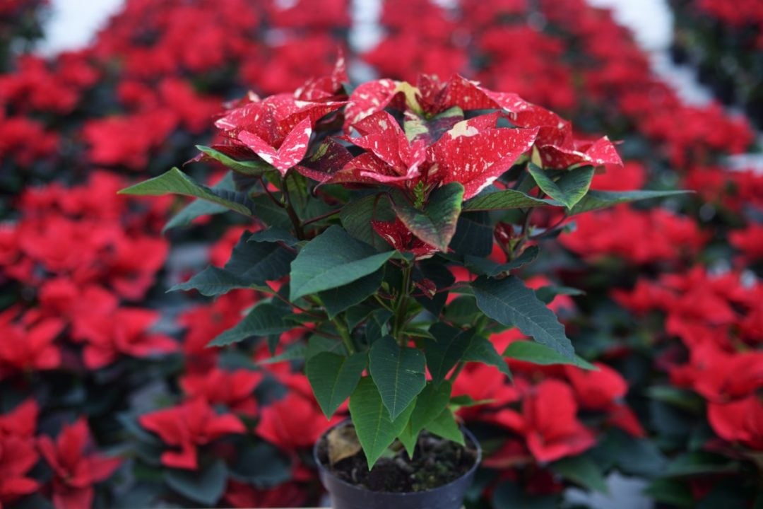 How to Keep A Poinsettia Alive For Years & Turn It Red Again